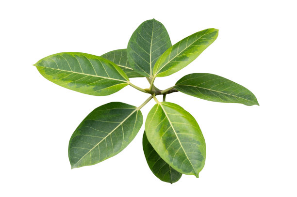 绿叶植物。白色背景上孤立的枝叶。图片下载