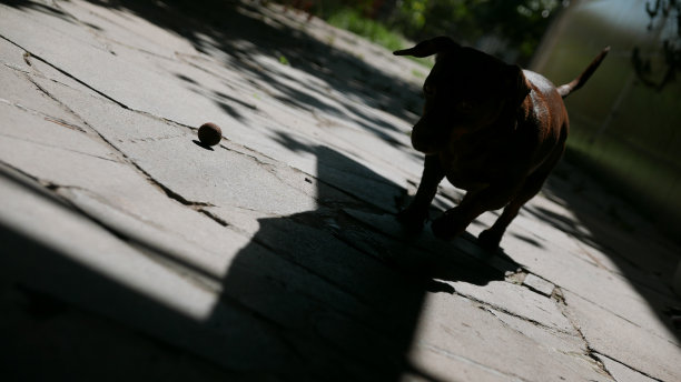 一只狗和柠檬的剪影。阳光下的腊肠剪影。香肠狗在户外玩耍图片下载