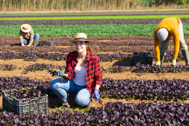 年轻的女农场工人采摘收获的红长叶莴苣图片下载