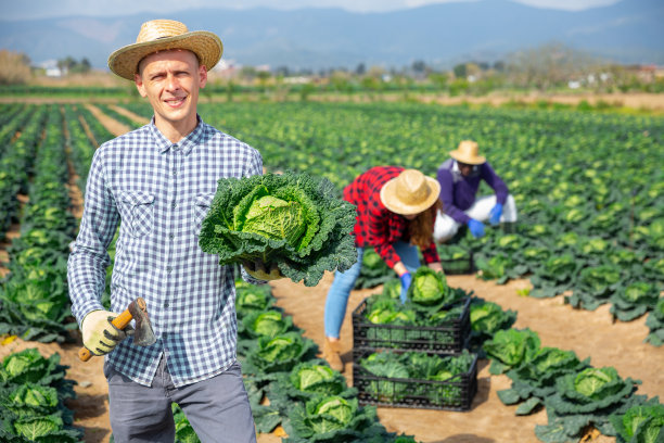 成功的农民在农场收获萨伏伊卷心菜图片下载