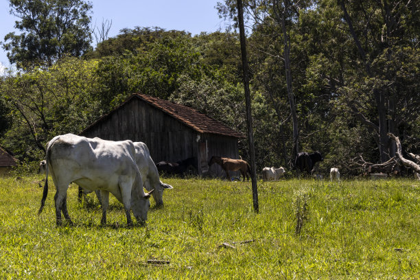 在一个肉牛农场的牧场上，一群zebu Nellore动物图片下载