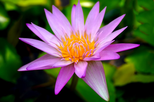 粉红色的荷花睡莲，模糊的绿叶背景图片下载