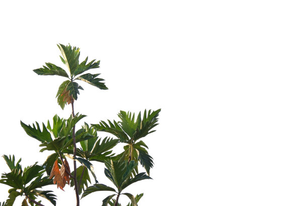 热带果树，叶、枝在白色孤立的背景上图片下载