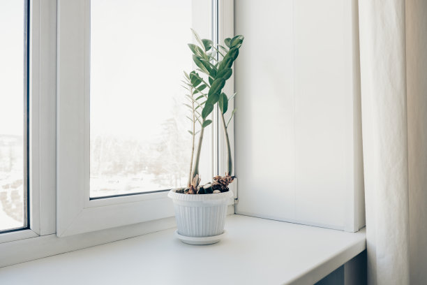 室内窗台上的一种带绿叶的多汁花。金钱树图片下载