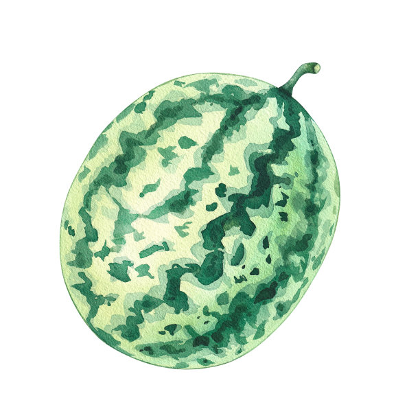 白色背景上水彩画的绿色西瓜图片下载