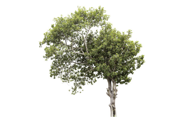 绿色的树被孤立在白色的背景上。剪切路径图片下载