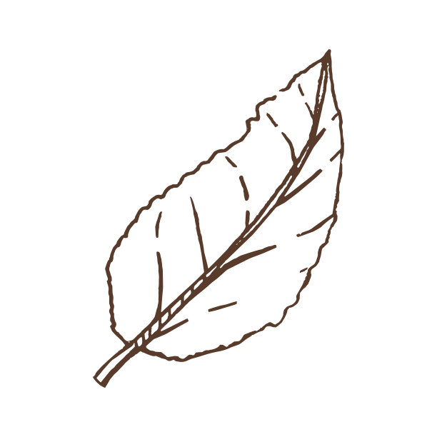 树叶的手绘草图。复古插画，涂鸦。用于标签、包装和明信片设计的元素。图片下载