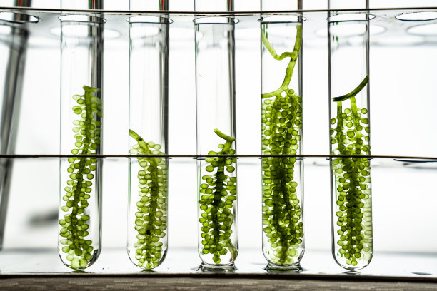 生物技术科学实验室背景的绿藻水植物的宏观显微镜特写镜头，生物和环境技术的替代燃料或天然生物燃料实验研究图片下载