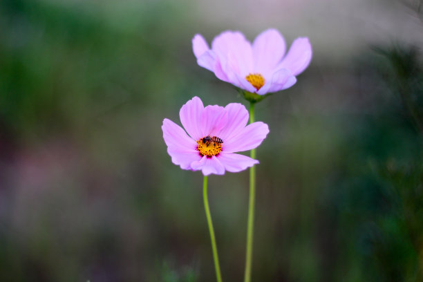 一只小蜜蜂坐在花的花粉上。图片下载