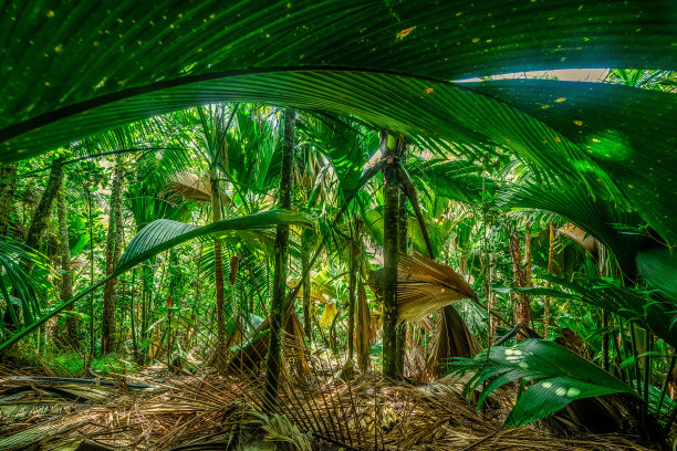 麦谷丛林中茂密的植被图片下载