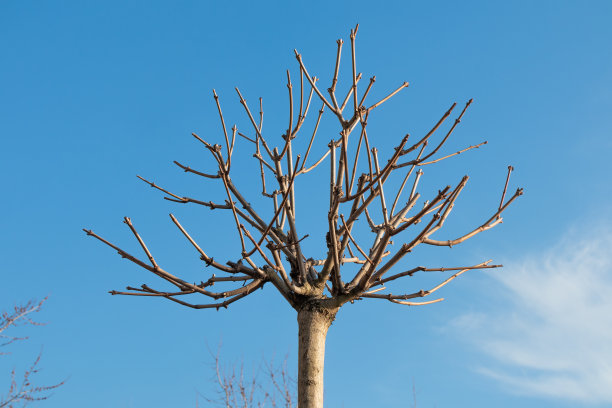 幼树用剪枝，园树修剪，枝干形成图片下载