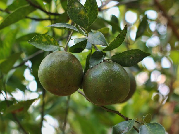花园里有新鲜的橘子图片下载