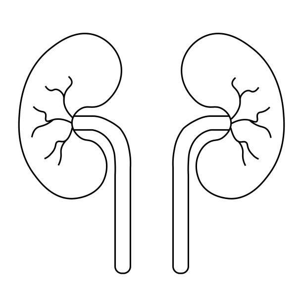 人体器官泌尿系统肾脏解剖学图片下载