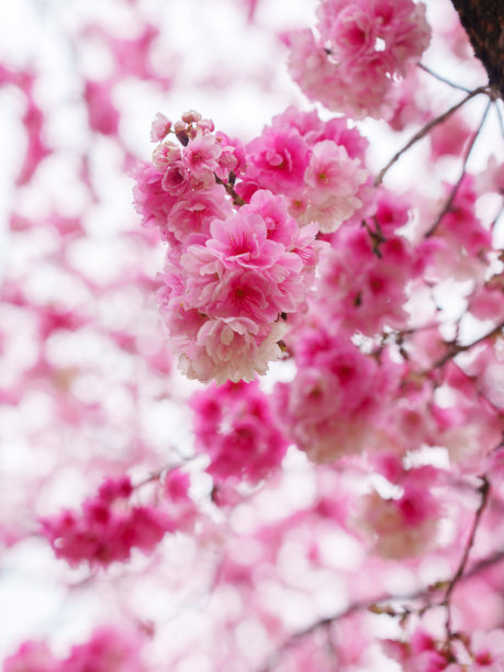 粉红色的樱花在春天盛开图片下载