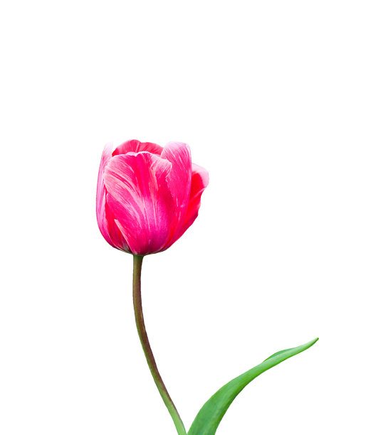 白色背景下的孤立郁金香花朵图片下载