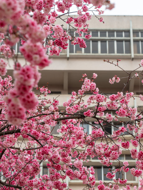 粉红色的樱花在春天盛开图片下载