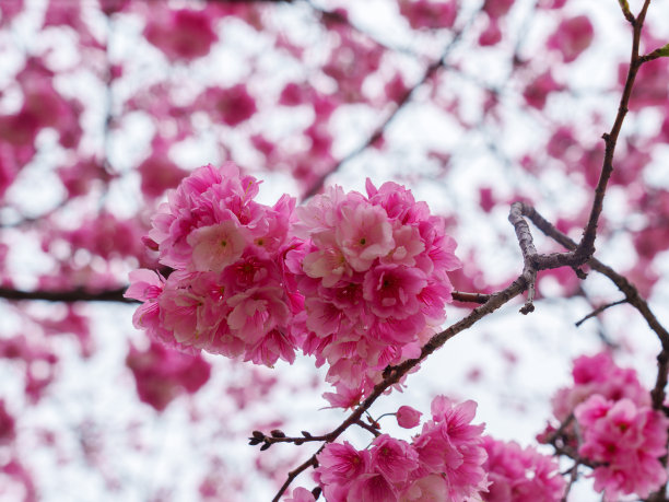 粉红色的樱花在春天盛开图片下载