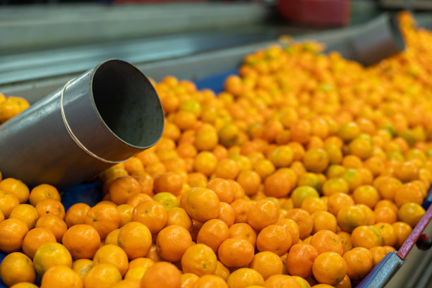 水果分拣生产线上的熟橘子。图片下载