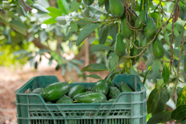 收获期间，农场果园里装有甜有机鳄梨的板条箱图片下载