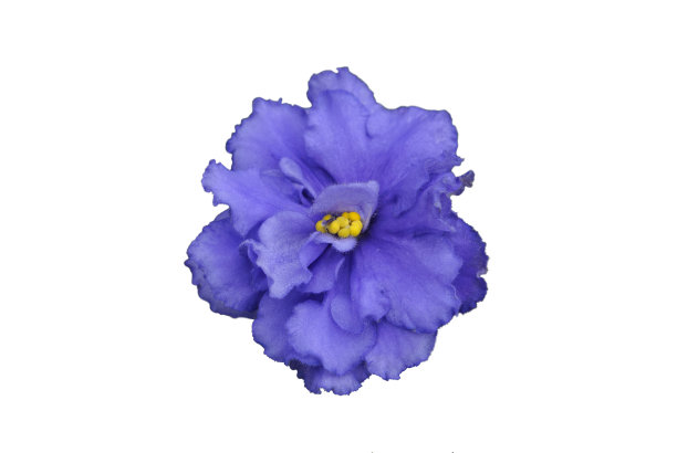 非洲紫罗兰花，重瓣，单瓣白色底色。图片下载