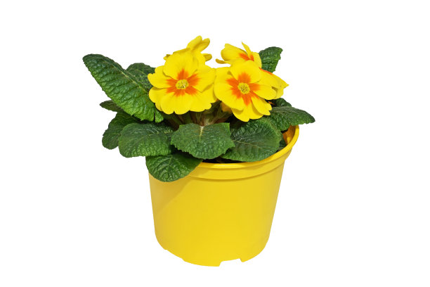 黄色盛开的报春花(报春花)在花盆里图片下载