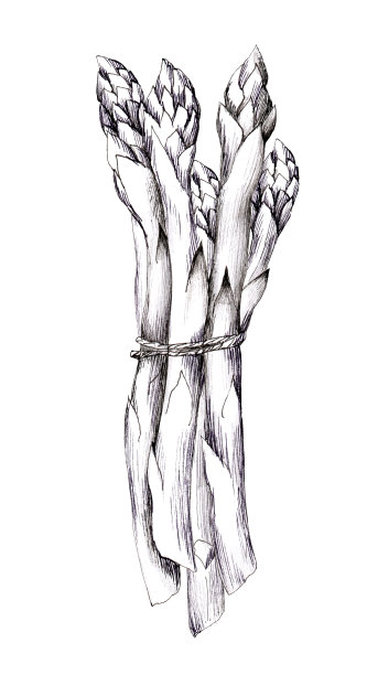 鲜绿芦笋图片下载