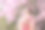 在春天的樱花节期间，一名穿着传统和服的日本女子手持甜美的花见丹果甜点在公园的樱花树旁散步图片下载