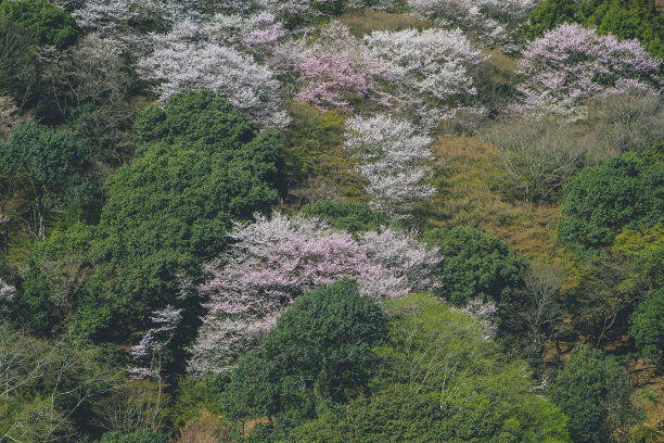 2012年4月12日，日本京都岚山地区岚山上的樱花图片下载