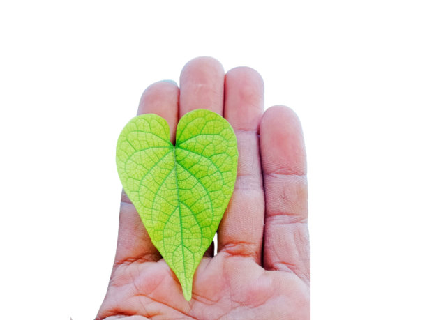 一片心形的绿叶放在一只手上，孤立地放在白色背景上图片下载