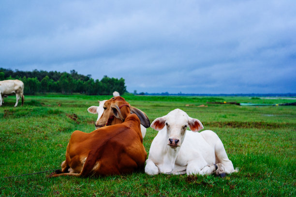 农村养牛图片下载