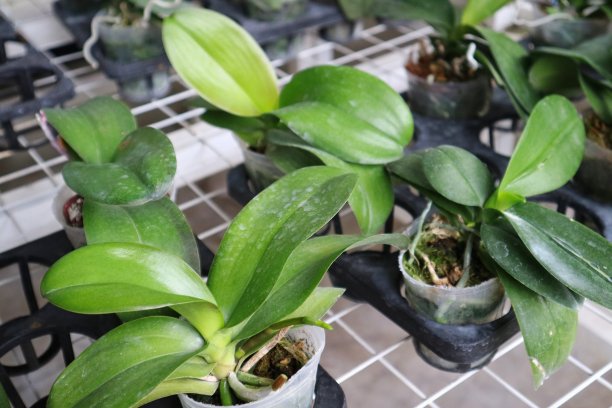 在黑锅中，在木炭基质上生长美丽蝴蝶兰叶片的苗圃。图片下载