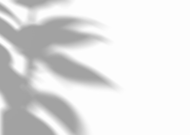 阴影来自植物，树叶，叠加效果。现实的灰色阴影在白色的背景。适用于产品展示、照片、背景。太阳的光。3 d渲染。图片下载