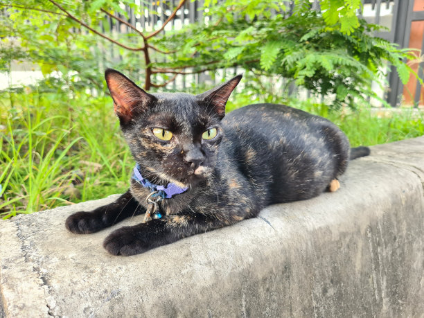 靠近一只躺在路边的灰黑猫图片下载