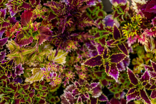 令人惊叹的自然盛开的花朵，黄色和红色的叶子特写。农业与自然装饰图片下载