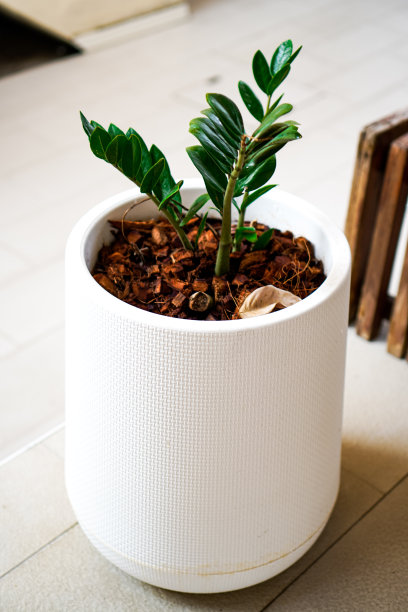 垂直图片显示了Zamioculcas zamiifolia(桑给巴尔宝石，ZZ植物)种植在房子周围的白色花盆中，以帮助吸收毒素并增加空气中的氧气。图片下载