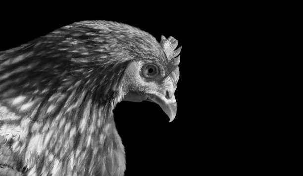 母鸡特写脸在黑色背景图片下载