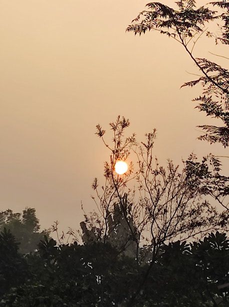 树后的日落时刻图片下载