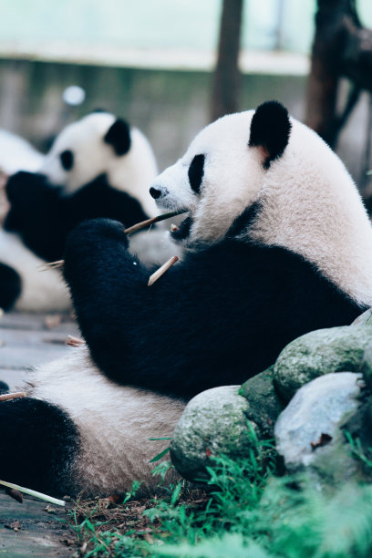 大熊猫(成都大熊猫研究基地)，四川，中国图片下载