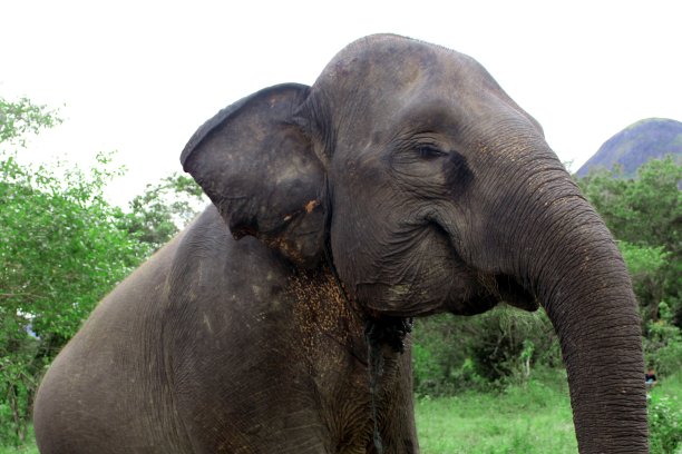 苏门答腊大象图片下载
