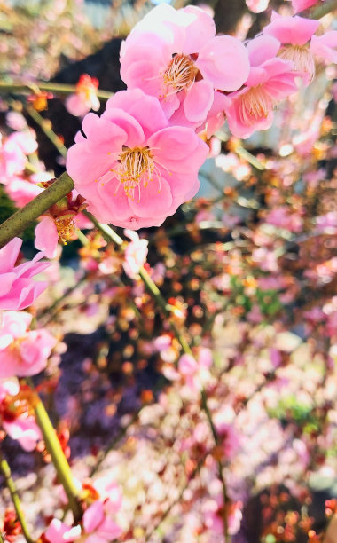 美丽可爱的日本杏图片下载