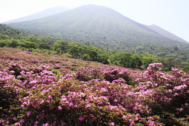 四国原盛开着三山雾岛图片下载