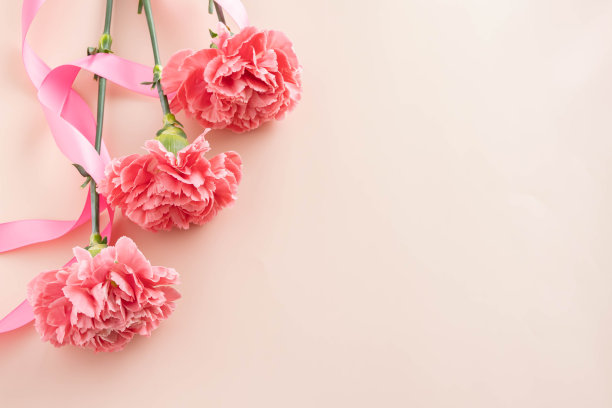 母亲节粉色康乃馨和粉色丝带的俯视图图片下载