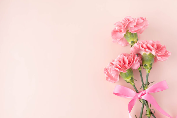母亲节粉色康乃馨和粉色丝带的俯视图图片下载
