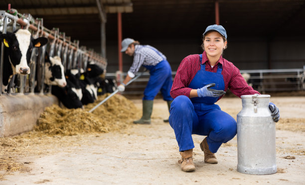 年轻的欧洲妇女奶牛农场工人的肖像在制服携带金属牛奶罐在牛棚图片下载