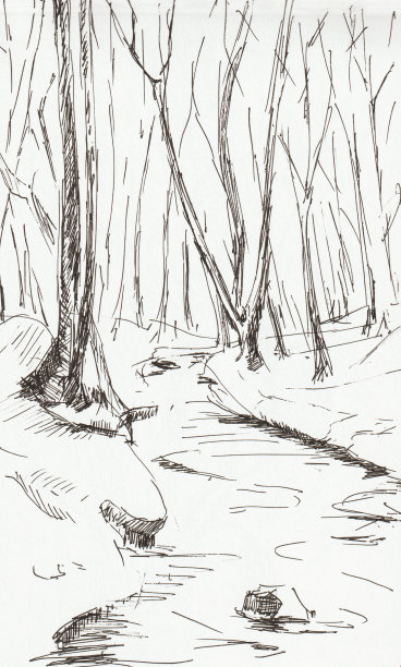 用钢笔画森林。图片下载