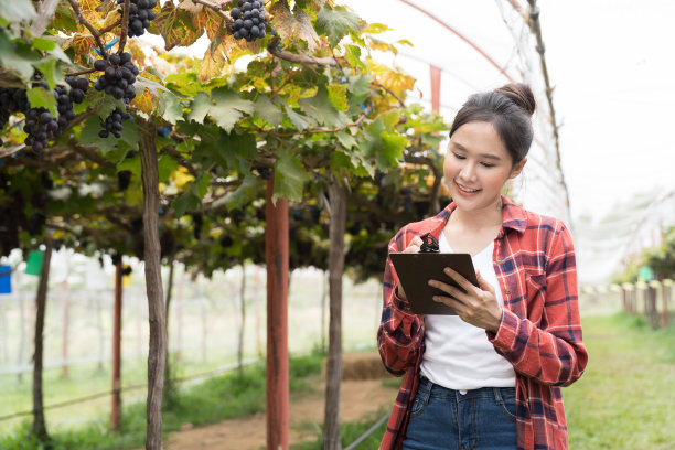 商业葡萄种植。亚洲女性农民工人或酿酒师在收获季节检查新鲜黑蛋白石葡萄的质量，以获得葡萄园中最高质量的农产品图片下载