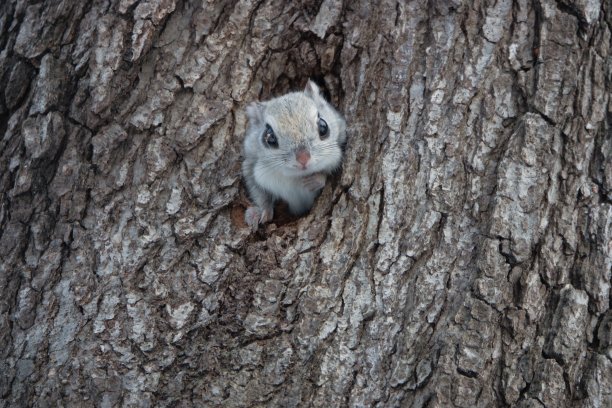 西伯利亚鼯鼠把头伸出树洞图片下载