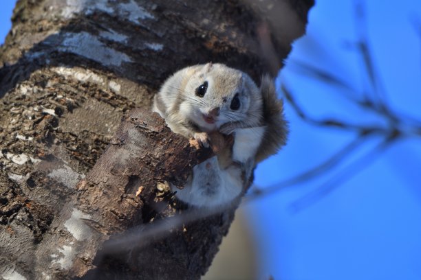 西伯利亚鼯鼠坐在树枝上图片下载
