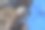 西伯利亚鼯鼠坐在树枝上图片下载
