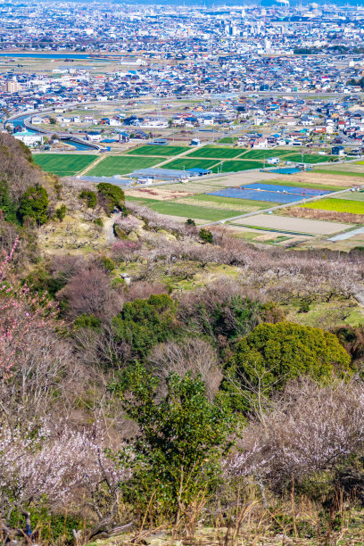 梅树公园和小镇图片下载